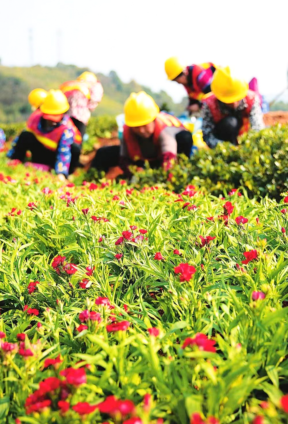 看一城繁花与胜景——湖南建投基础投相山公司服务第二届湖南旅发大会奋战郴州城市风貌提质改造项目