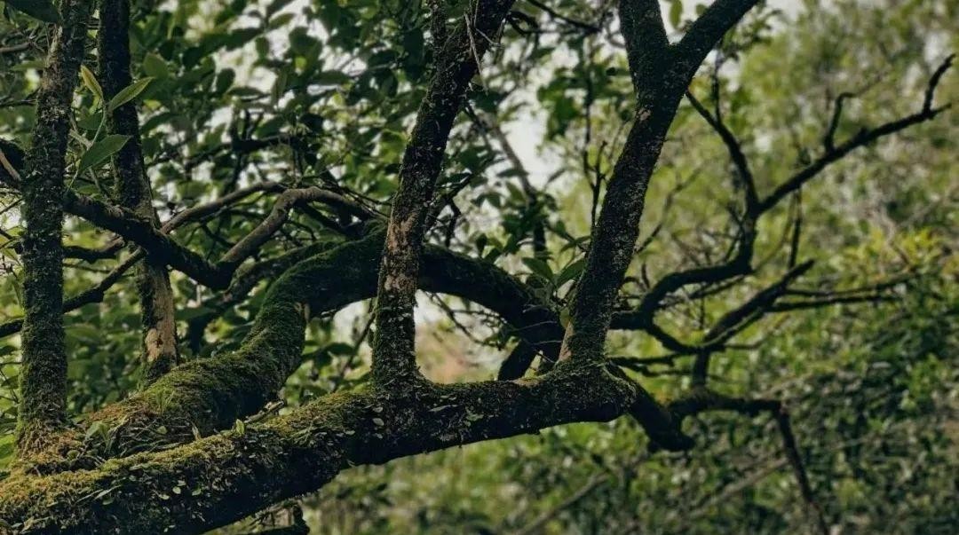 听说，这个岩茶品牌找到了160年的水仙茶树王？