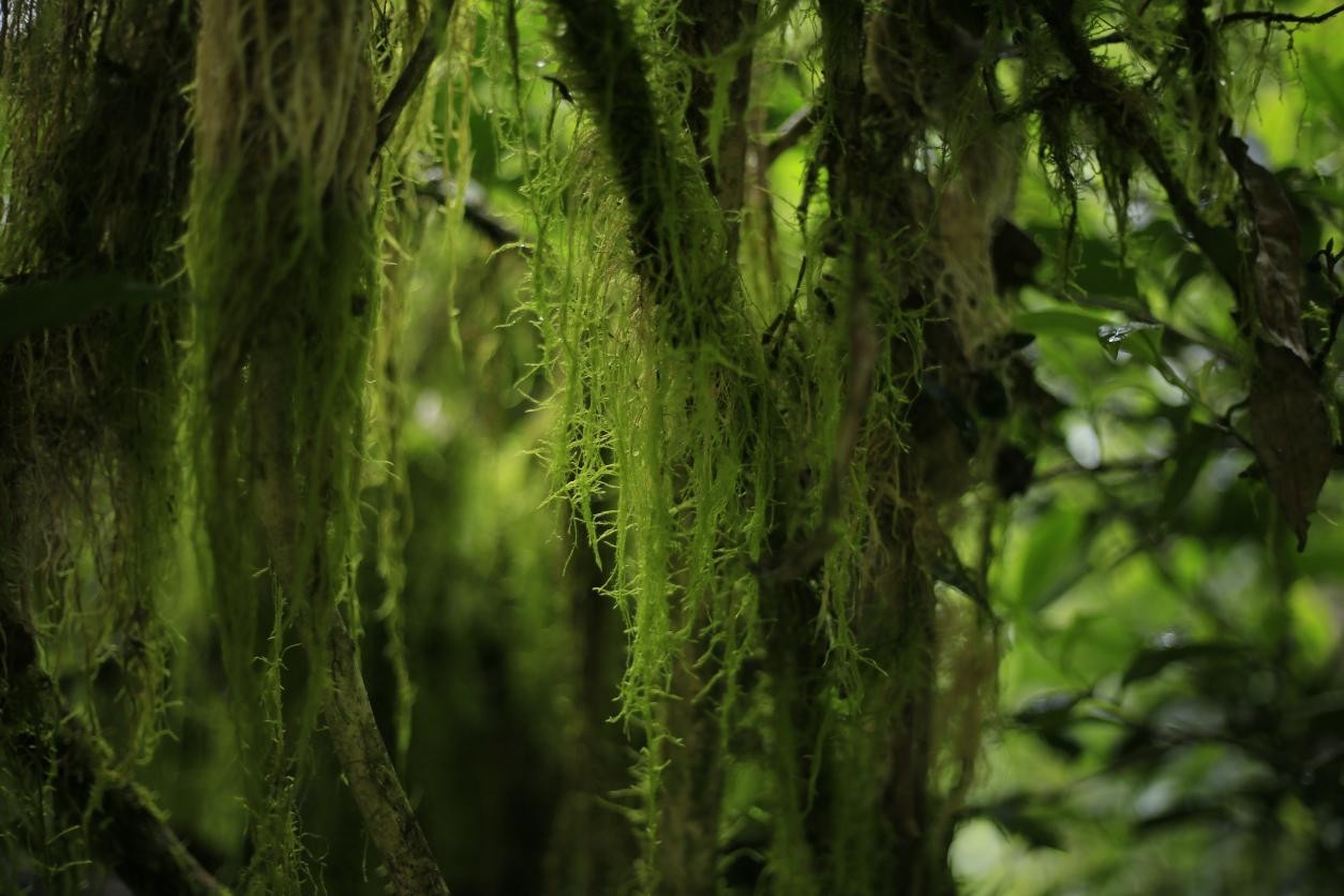 听说，这个岩茶品牌找到了160年的水仙茶树王？